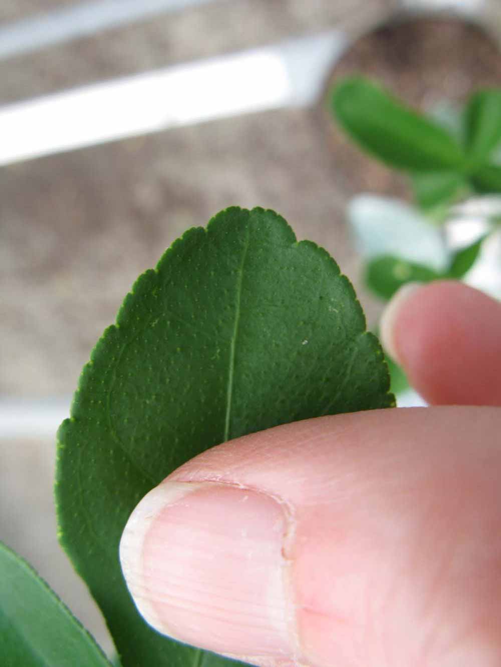              Margin (Phillip Rucks Citrus Nursery, Frostproof, FL)       